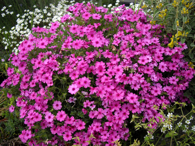Phlox 'Tetra red' photo